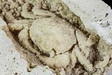 Fossil Crab (Potamon) Preserved in Travertine - Turkey #112348-3